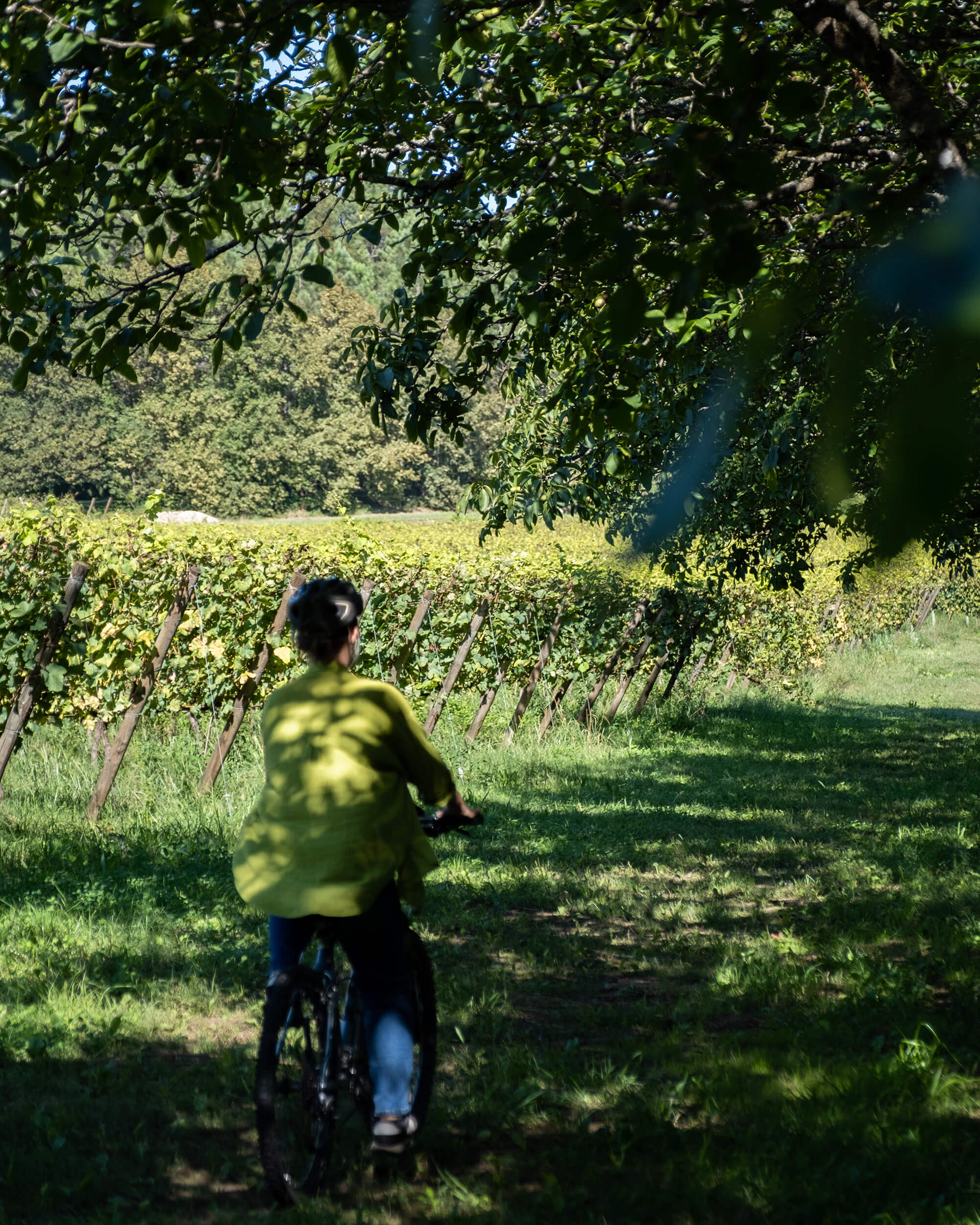 Passeio de bicicleta pela região do Vinho Verde